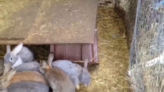 02.16.2013. Funny rabbits (bunnies). Кролики едят сухари смотреть онлайн