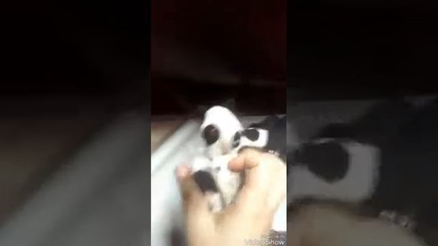 Foxy adventures part 10 foxy new toy part 1 смотреть онлайн