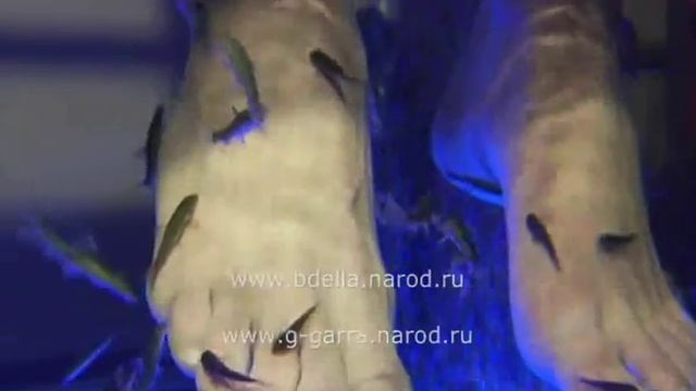 Garra Rufa Гарра Руфа Stavropol Russia