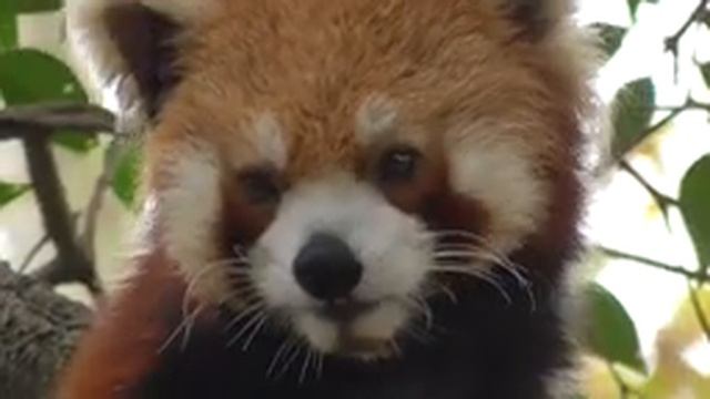 Shanghai Zoo's new red pandas смотреть онлайн