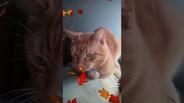 Стихи про осень. смотреть онлайн