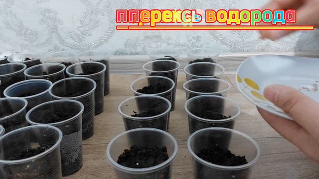 Hydrogen peroxide! Sowing a tomato with hydrogen peroxide 2 days. смотреть онлайн