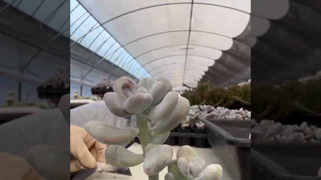 #propagation Cutting Opalina variegated ,tingerbell variegated ,Botox plant and propagating by lea смотреть онлайн