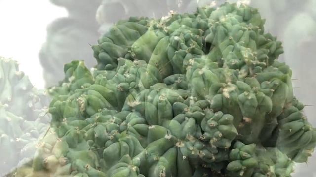 Myrtillocactus geometrizans cv. Strictum f. crestata смотреть онлайн