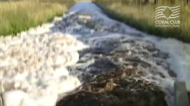 Коралловая вода. Coral water (ENG) смотреть онлайн