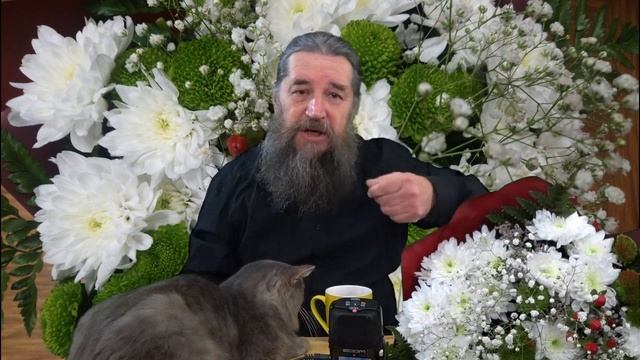 Зачем канал "Приют Ангелов" с котом Тюрей? смотреть онлайн