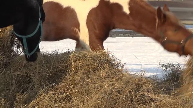 Зимовье на Конном дворе смотреть онлайн