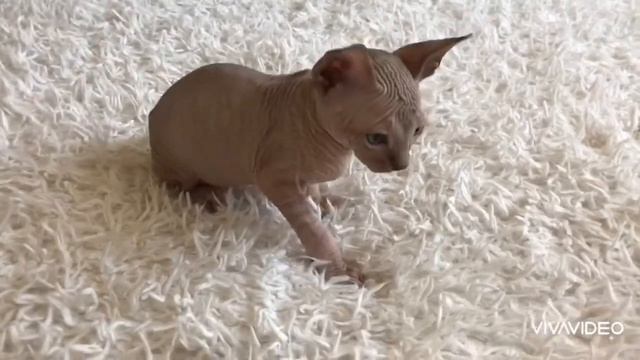 Бруни 2 мес. смотреть онлайн