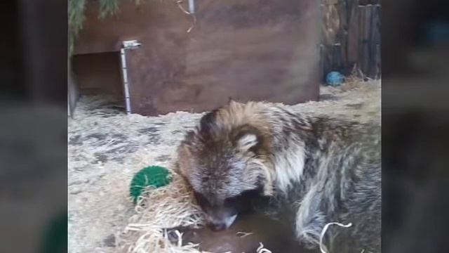 Животные из зоопарка! СПБ