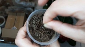 Полив глоксиний во время зимнего хранения.Сохраняю даже самые маленькие клубеньки глоксиний.