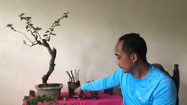Bougainvillea Bonsai From Cuttings: How to Propagate смотреть онлайн