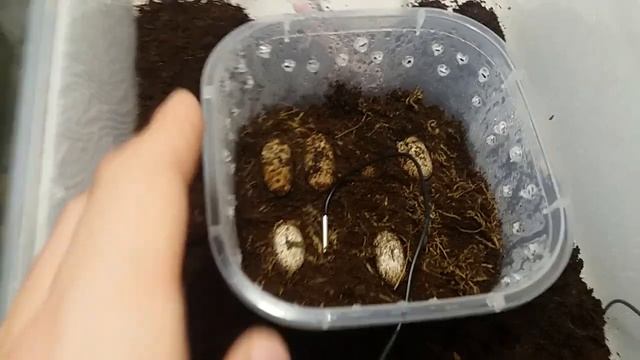 Я - родился! Малыш эублефар смотреть онлайн