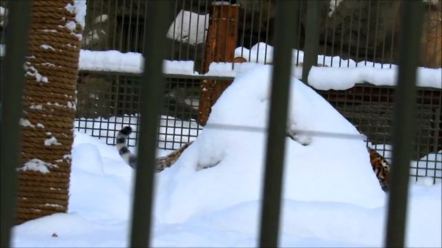 Амурская тигрица Лапа осваивает новый вольер. 23.12.19 г. смотреть онлайн