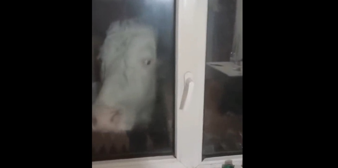 Смешные приколы Февраль 2023 #93 смотреть онлайн