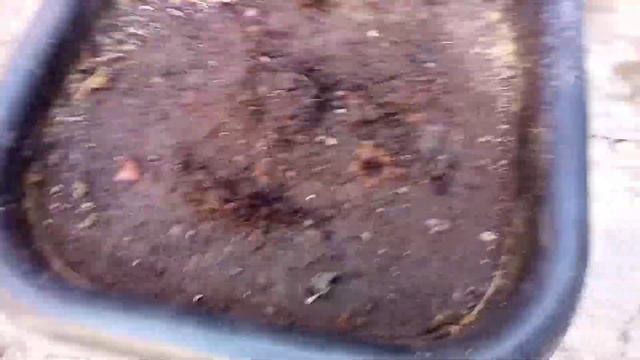 A poda do pé de lírio da paz. смотреть онлайн