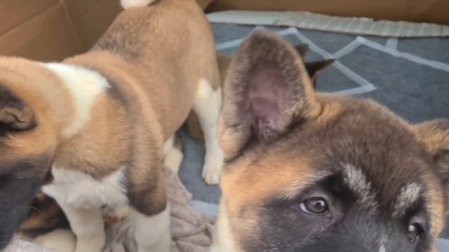 Рынок животных/Птичий рынок/Собачий рынок/Кошачий рынок/Староконный рынок в Одессе смотреть онлайн