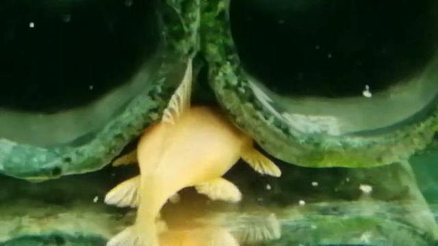 Сомики анциструсы