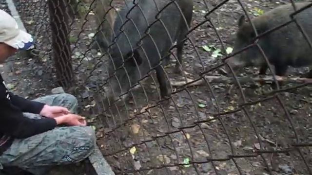 Встреча с кабанами смотреть онлайн