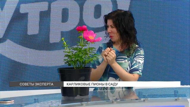 Карликовые пионы в саду: особенности ухода смотреть онлайн