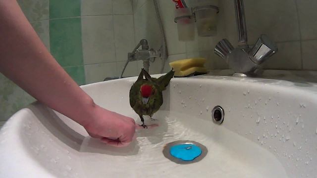 Какарики Итан купается смотреть онлайн