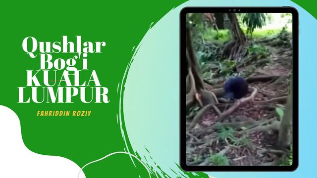 Kuala Lumpur Bird Park / Qushlar Bog'i / Парк Птиц смотреть онлайн