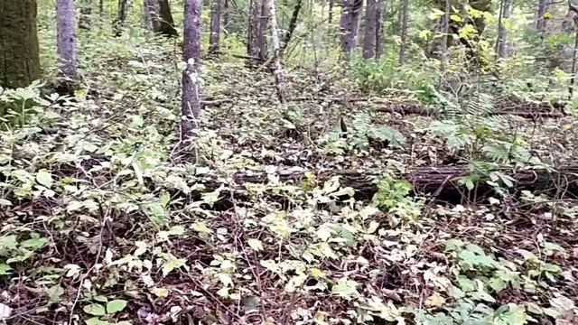 Женьшень. Пятидневка. Ч.1. Рёв изюбря. смотреть онлайн