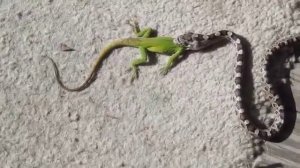 Ящерица Против Змеи