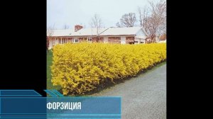 Живая изгородь  Что посадить вдоль забора  Быстрорастущие растения для живого забора на участке