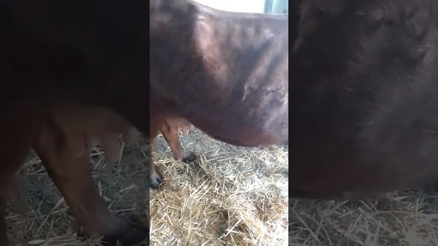 Как узнать что корова скоро отелется. смотреть онлайн