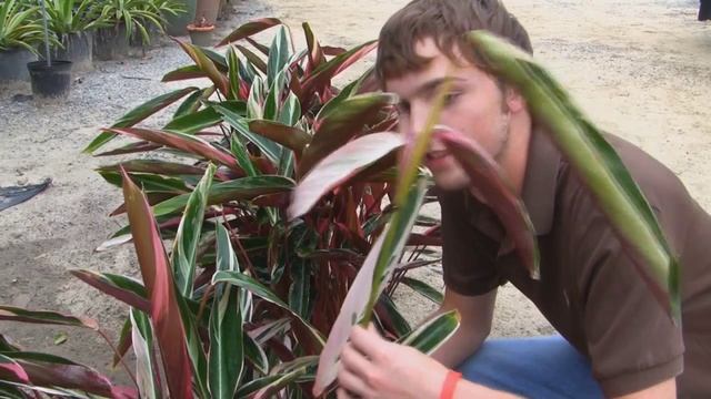 *'Tri-Color Ginger' Plant* +Stromanthe sanguinea 'Triostar'+Bulbs+ смотреть онлайн