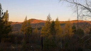 Моменты охота на изюбря на реву