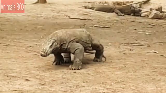 Finally Deer Reach on the Mouth of Black Komodo Dragon-Live Eating смотреть онлайн