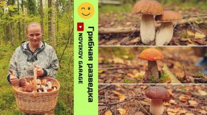 Грибная разведка 19 августа 2024. Всеволожский район.