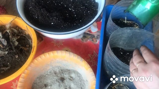 Канны? проращивание, мои ошибки прошлого года. Почему Канны не цвели. смотреть онлайн