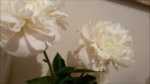 Выставка "Пионы Северной Столицы - 2017" ч.4