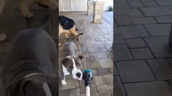 🦁 Funniest Animals 🐼 - Try Not To Laugh 🤣 Funny Animals Compilation PART 2