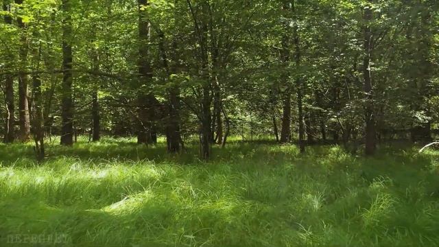 Истории про волков – животные не забывают добро. Таежные истории. Случай в тайге рассказ