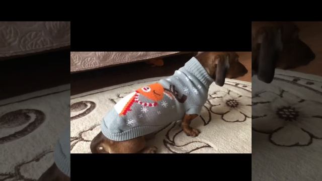 Одежда для собак с Алиэкспресс ОДЕЖДА для таксы смотреть онлайн