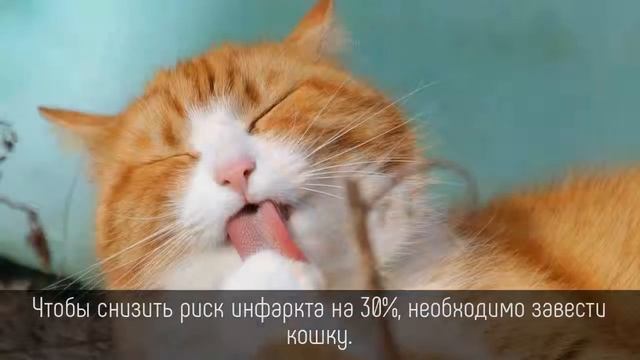 ⭐️ 5 фактов о КОШКАХ и их повадках! смотреть онлайн