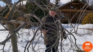 Обрезка деревьев с плакучими кронами: Рябина обыкновенная "Пендула"