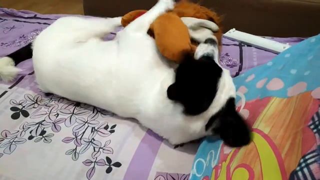 Супер смешная собака!!! смотреть онлайн