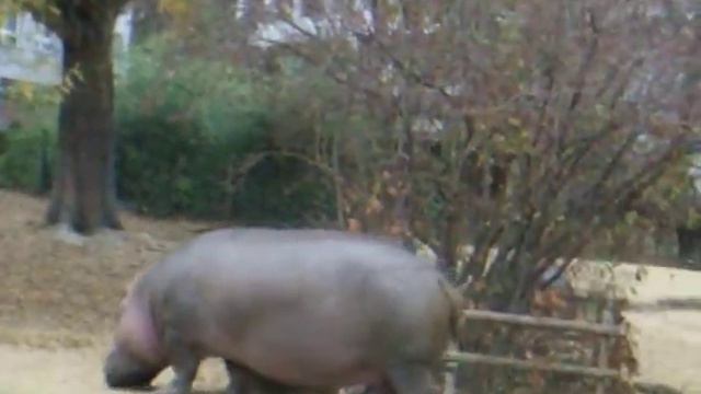 зоопарк! zoo in switzerland смотреть онлайн