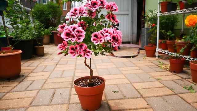 제라늄노비타 클래식 살몬 Pelargonium IRTA Novita Classic Salmon Black Eye Pelargonium Plant