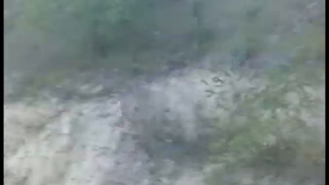 Fortes Fortuna Adjuvat