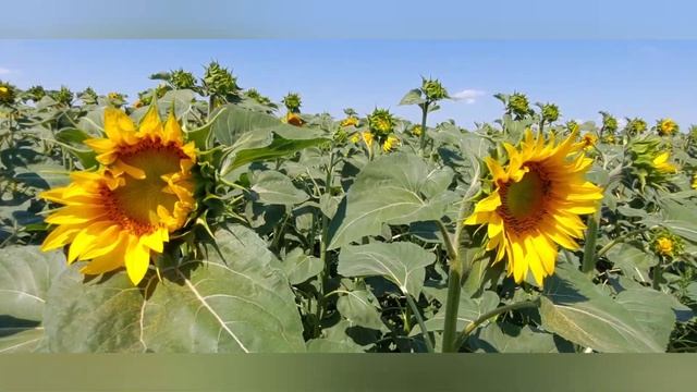 Подсолнечник начал выделять нектар.