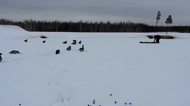 Расстановка чучел гусей