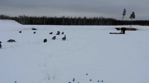 Расстановка чучел гусей