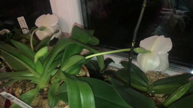 Уплотнение! + обзор пафов)