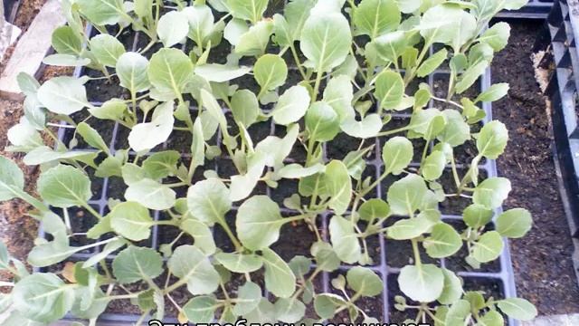 Выращивание цветной капусты в открытом грунте смотреть онлайн