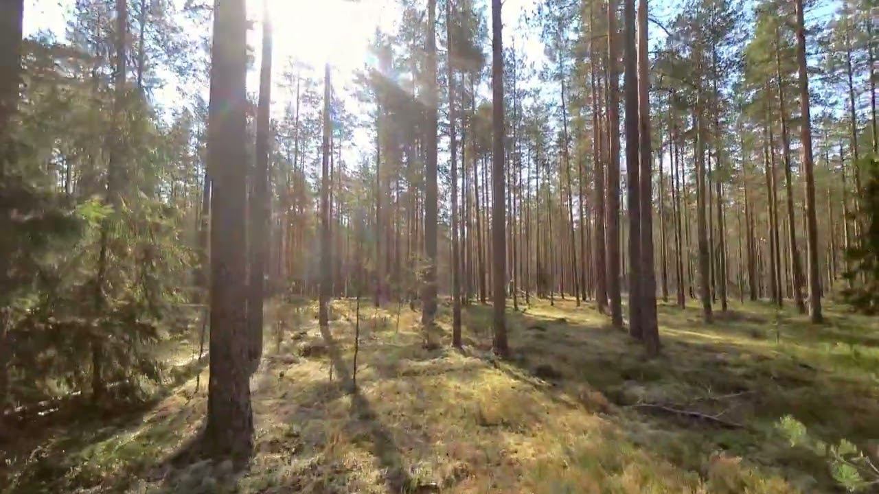 Паваротти смотреть онлайн